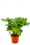 Philodendron bipinnatifidum little hope