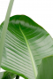 Feuilles de plantes d'intérieur Strelitzia 