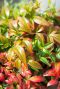 Nandina domestica obsessed plante de jardin