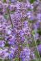 Nepeta faassenii