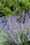Nepeta faassenii plante de jardin