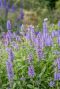 Nepeta nervosa blue moon plante de jardin