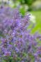 Nepeta walkers low