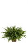 Nephrolepis green lady varen