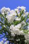 Nerium oleander plante de jardin p26