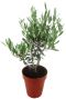 Olea europaea p14