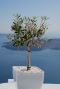 Olea europaea p14 plante de jardin