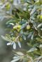 Olea europaea p24 plante de jadin 2
