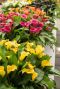 Calla mix 