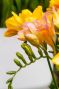 Freesia Single Mix 