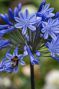 Agapanthus Blue & White Mix 