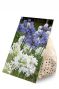 Agapanthus Blue & White Mix 