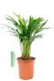Areca (chrysalidoc.) lutescens 