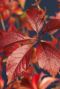 Parthenocissus engelmannii plante de jardin