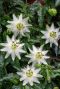 Passiflora caerulea constance elliot plante de jardin