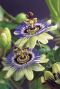 Passiflora caerulea plante de jardin