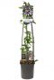 Passiflora 'Damsel's Delight' +light label