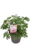 Pelargonium isko lemon p10
