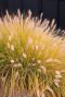 Pennisetum alopecuroides hameln plante de jardin