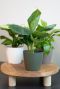 Petit jardiniere verte 1