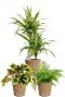 Plantes dans un panier tressé