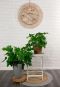 Philodendron bipinnatifidum kamerplant