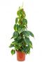 Philodendron grand brasil plant