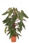 Philodendron Mandaianum