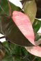Hoya Krohniana Silver blad