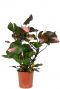 Philodendron pink princess plant