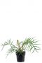 Philodendron polypodioides tortum