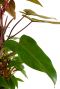 Philodendron red emerald blad 1