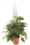 Philodendron red wonder kamerplant