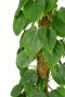 Feuille de Philodendron scandens 