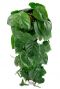 Philodendron scandens plante verte