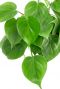Feuilles de Philodendron scandens