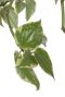 Philodendron scandens plant 2