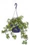 Philodendron scandens variegatum