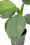 Philodendron silver dust blad