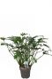 Alocasia Branchifolia Pink Passion blad