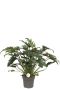 Philodendron xanadu p21