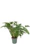 Philodendron xanadu p2480