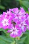 Phlox paniculata laura