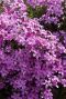 Phlox subulata macdaniel cushion plante de jardin