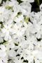 Phlox subulata white plante de jardin