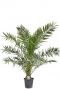 Phoenix canariensis kamerplant palm