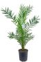 Phoenix canariensis p15