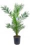 Phoenix canariensis p24