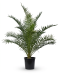 Phoenix canariensis
