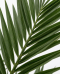 Phoenix canariensis